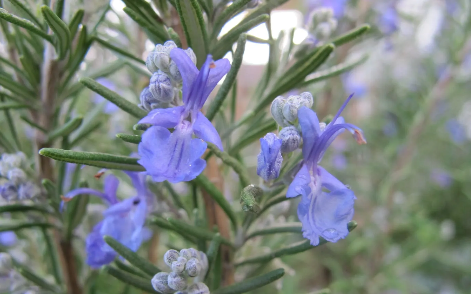 A rosemary bush in flower with pale blue blooms among needle-like leaves