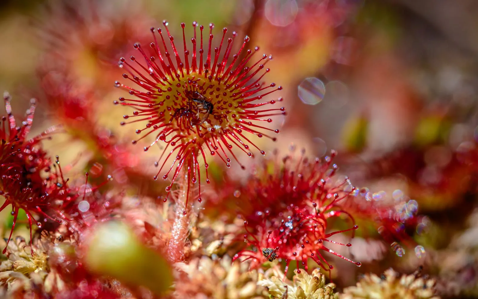 A round sundew leaf covered in glistening red tentacles with a small trapped insect held at its centre, growing among sphagnum moss
