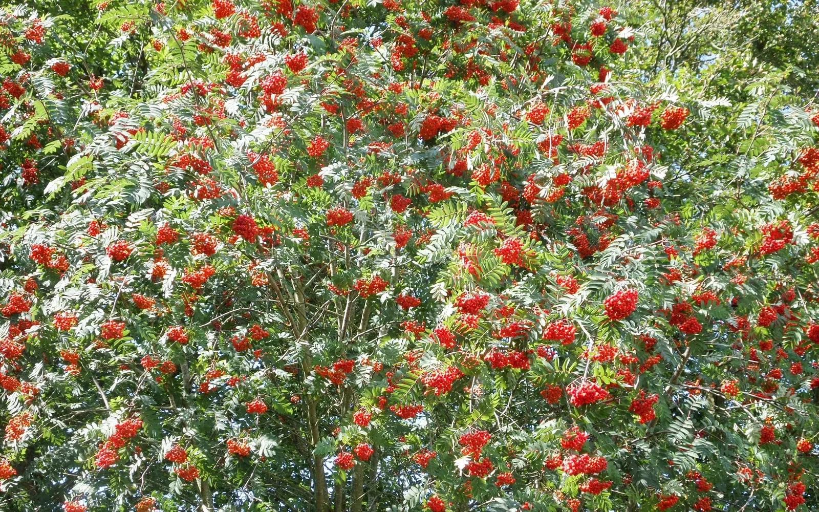 A rowan tree laden with dense clusters of scarlet berries among pinnate green leaves