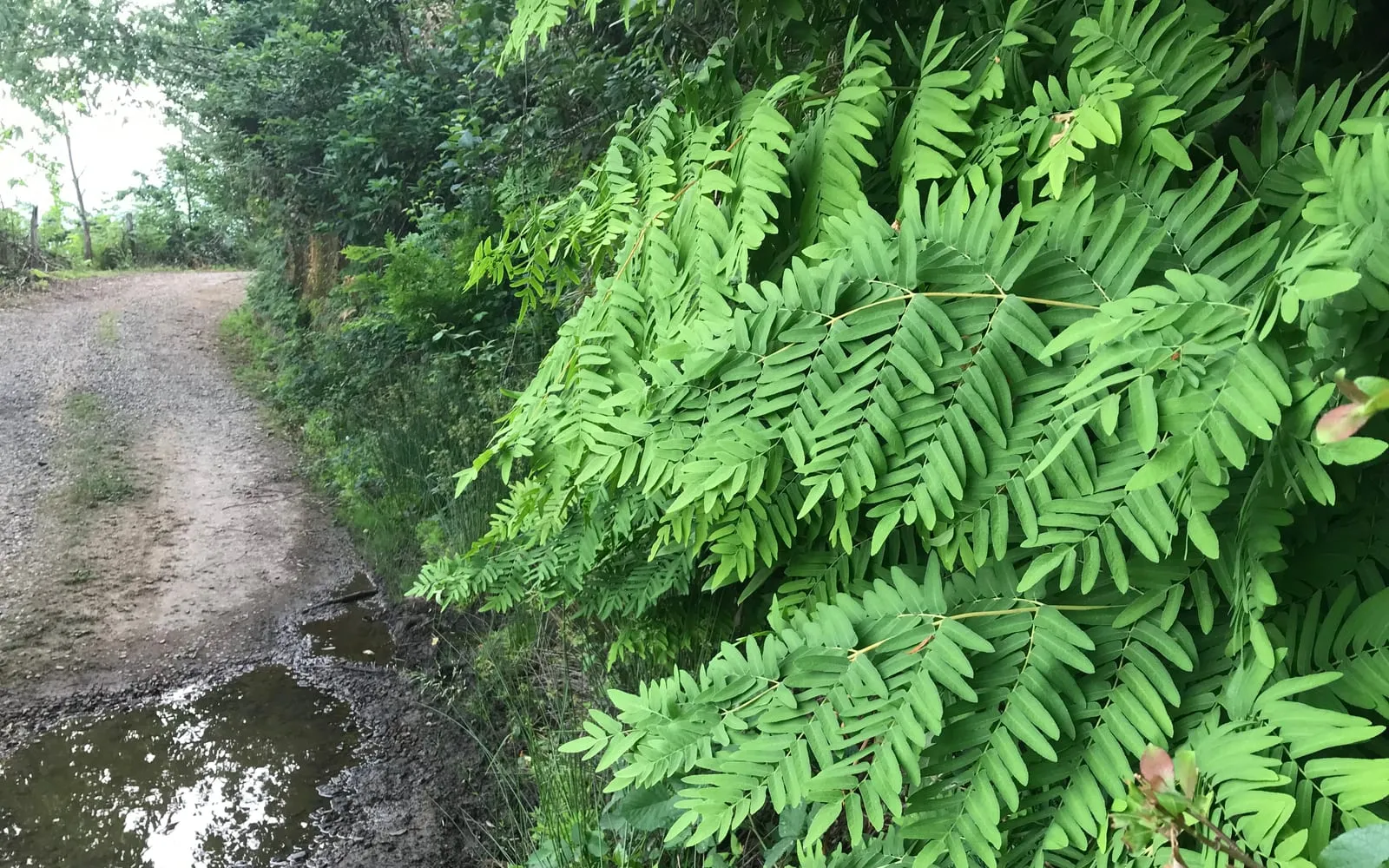 Royal fern's tall, bipinnate green fronds growing beside a damp roadside bank