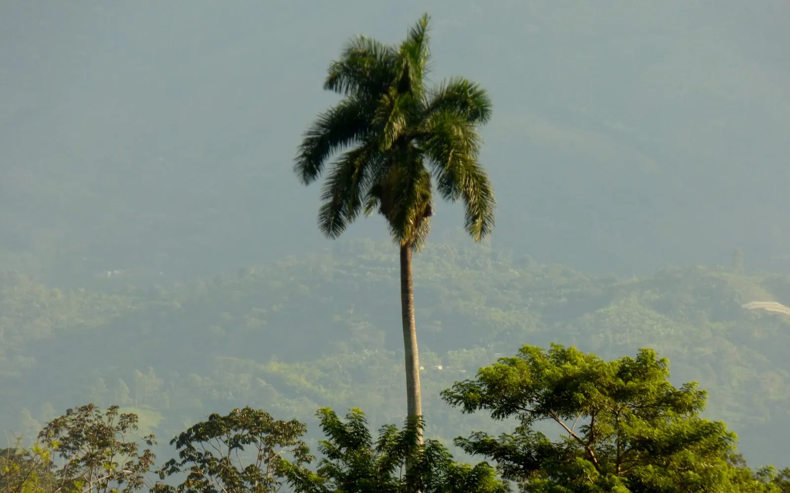 A tall, solitary royal palm with a smooth, pale grey trunk and a rounded crown of arching fronds, rising above surrounding trees against a hazy mountain backdrop