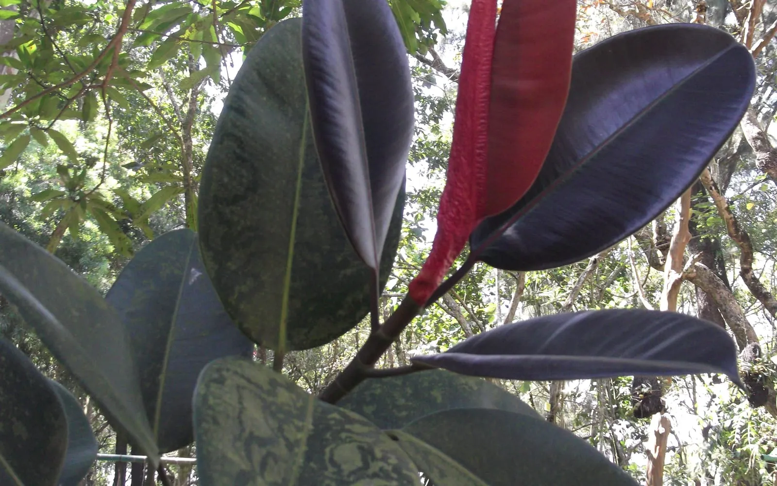 Dark glossy rubber plant leaves with a bright red sheath wrapped around a new leaf at the growing tip
