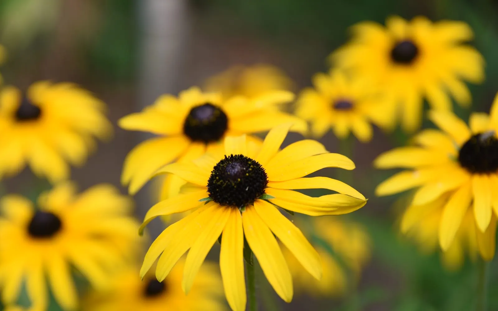 Golden yellow rudbeckia daisies with raised dark brown central cones