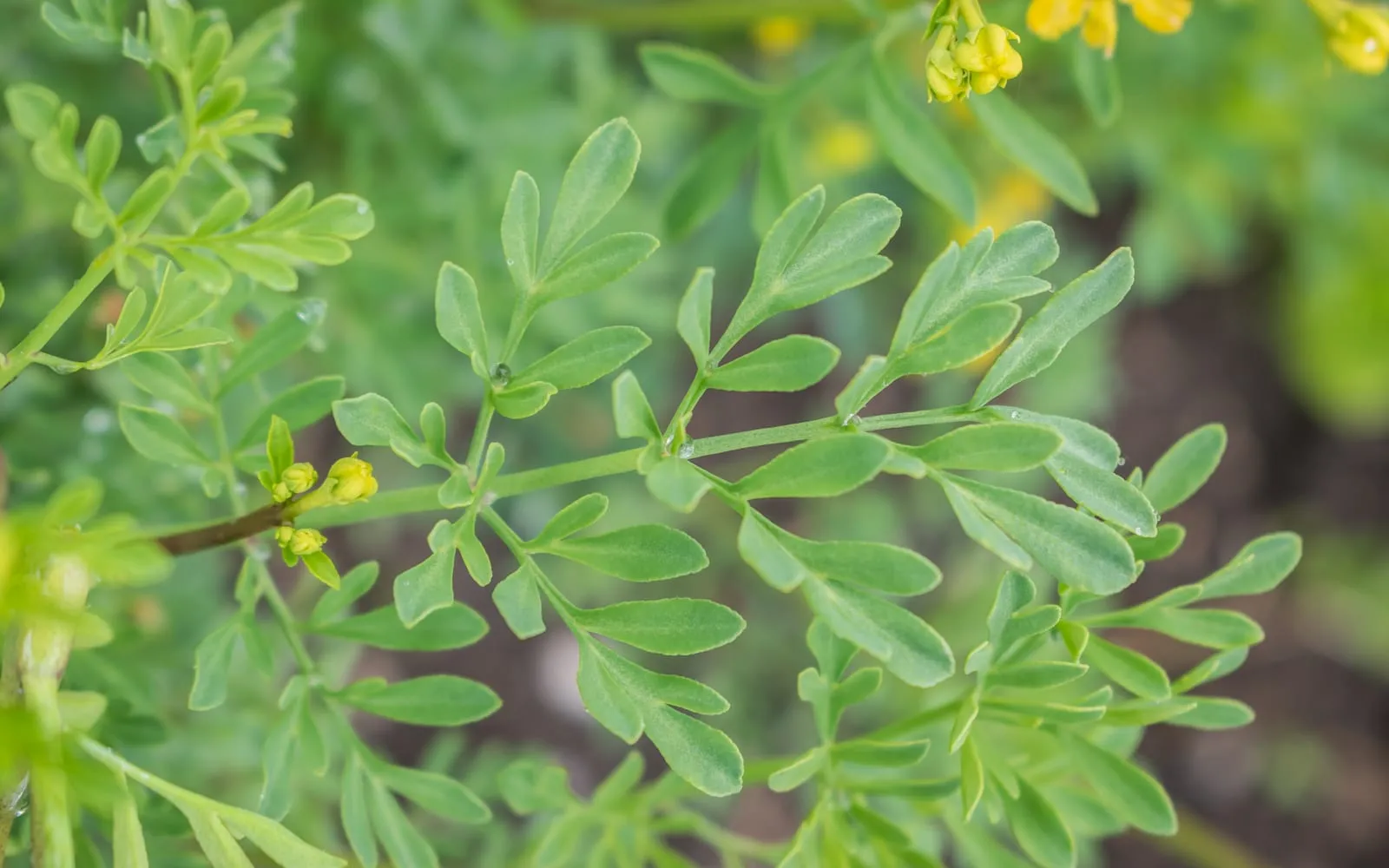 Rue foliage, blue-green and divided into small spoon-shaped lobes, with yellow flowers