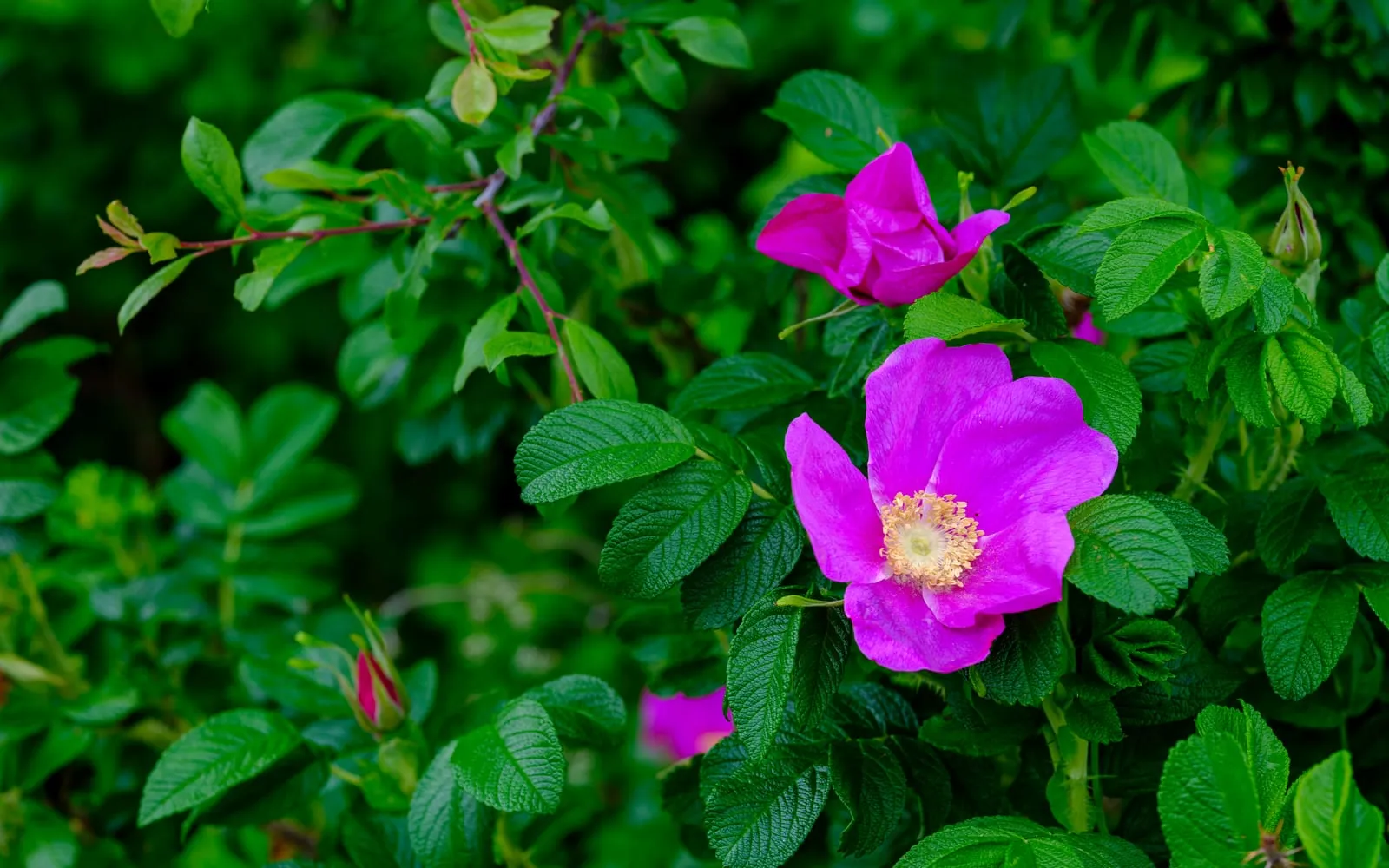A deep magenta rugosa rose flower among thick deeply wrinkled dark green leaves