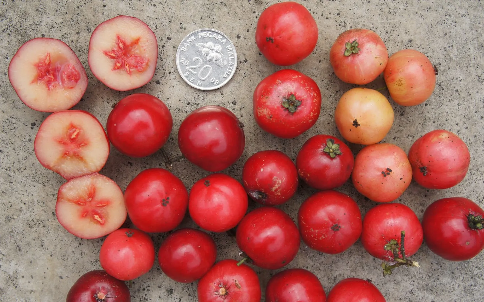 Red rukam fruit with several cut open to show the pale pink flesh, beside a coin