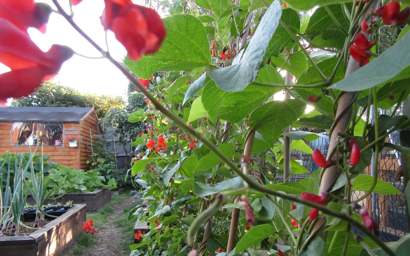 Runner beans climbing bamboo canes on an allotment, covered in scarlet flowers and long green pods