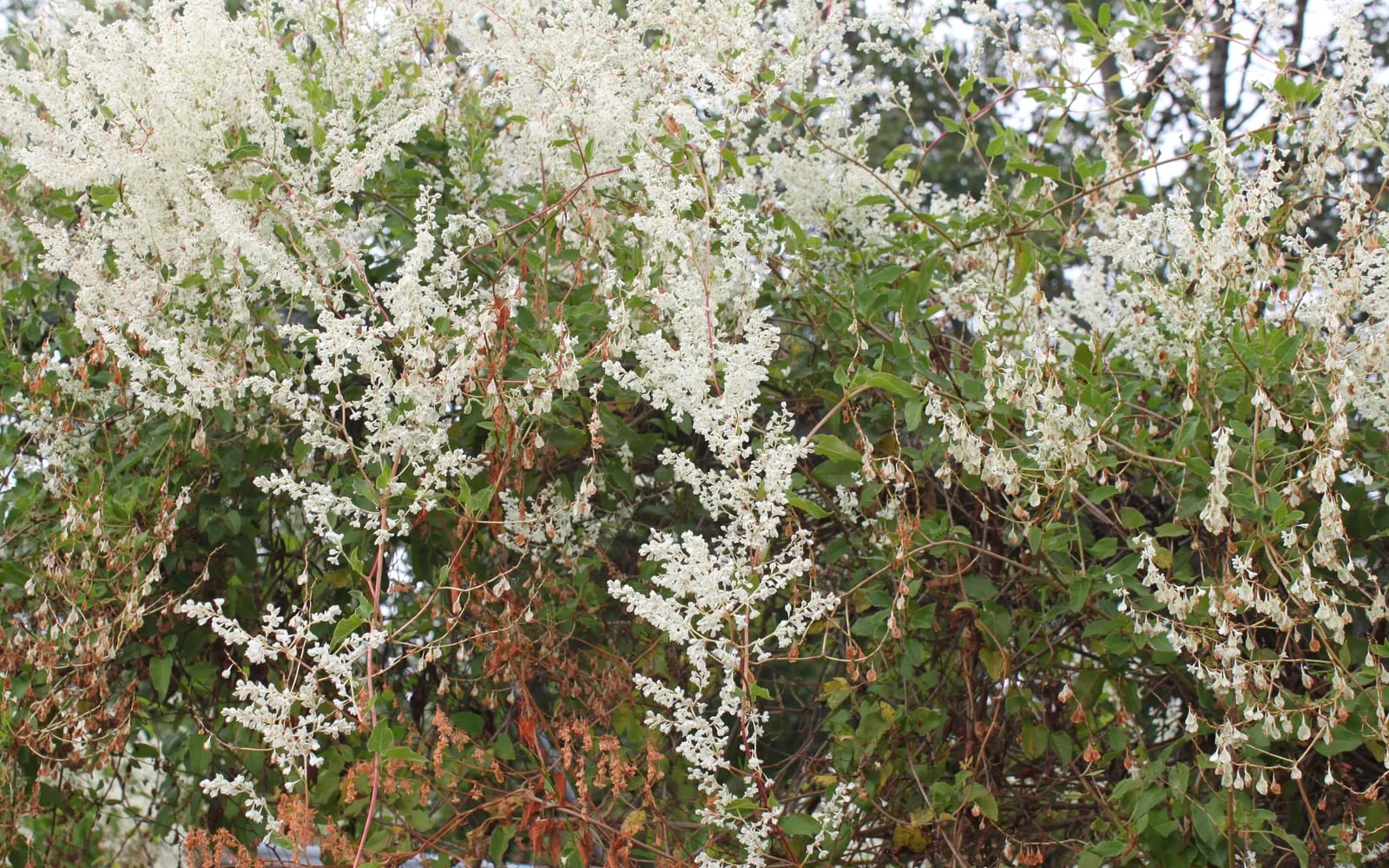 Foaming creamy-white panicles of Russian vine flowers over a dense mass of heart-shaped leaves