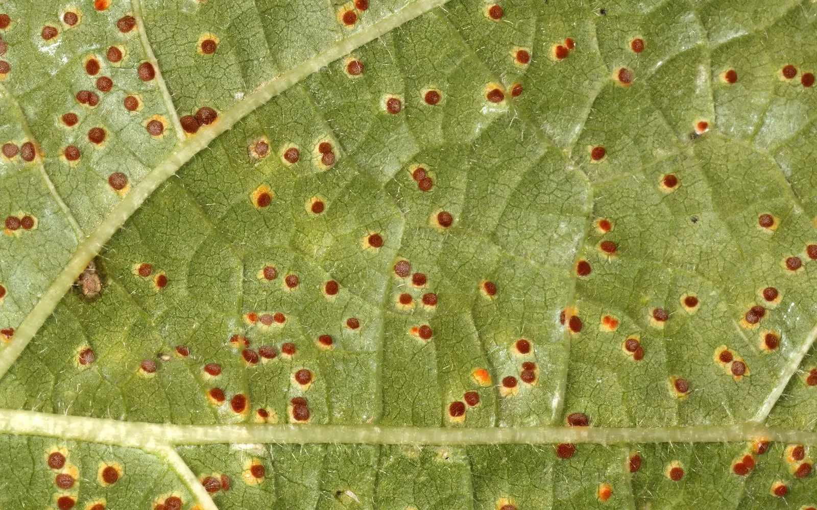The underside of a hollyhock leaf covered in small round rust-brown pustules, each ringed with pale yellow