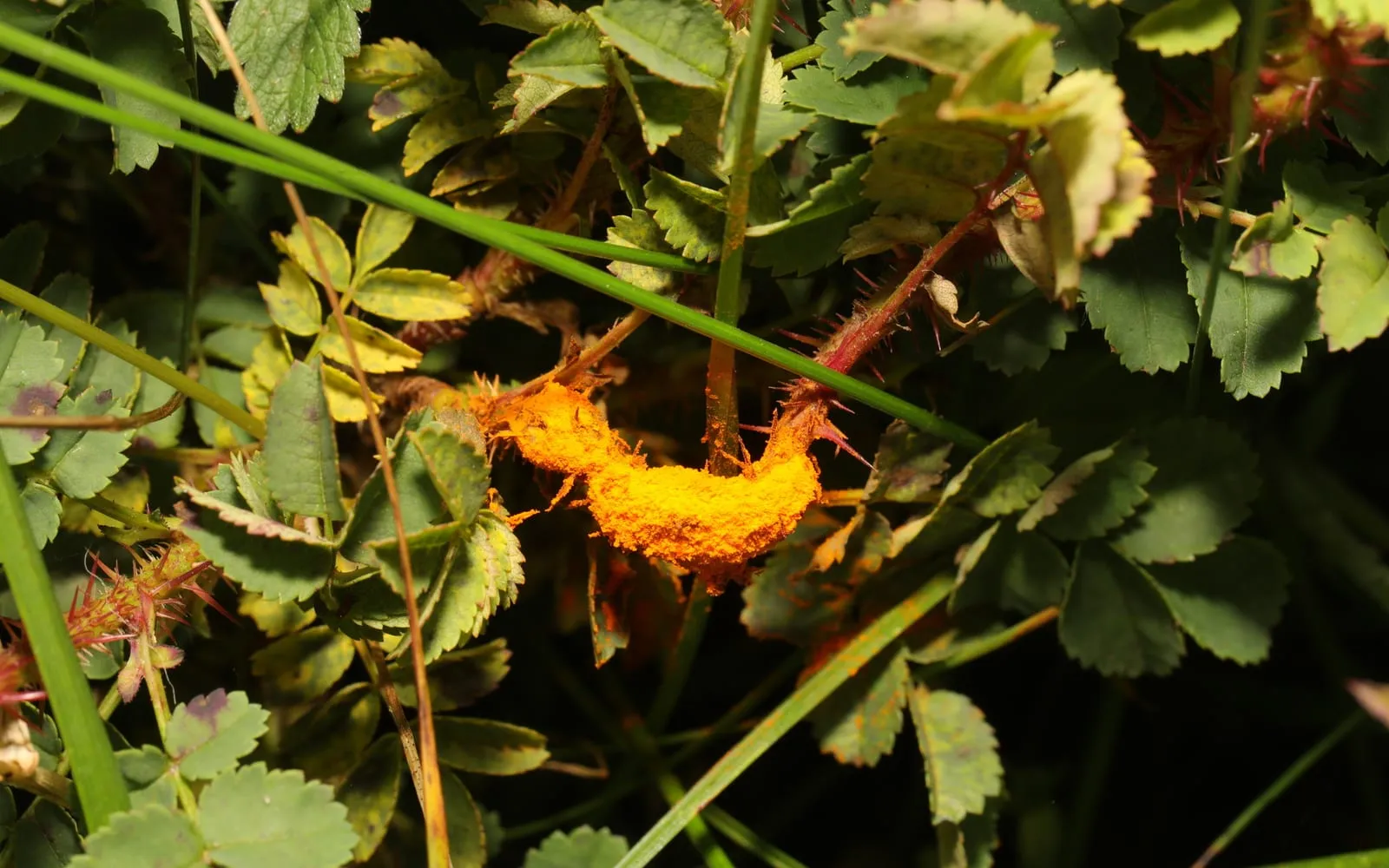 A rose stem swollen and coated in vivid orange powder, with orange flecks scattered on surrounding leaves and grass