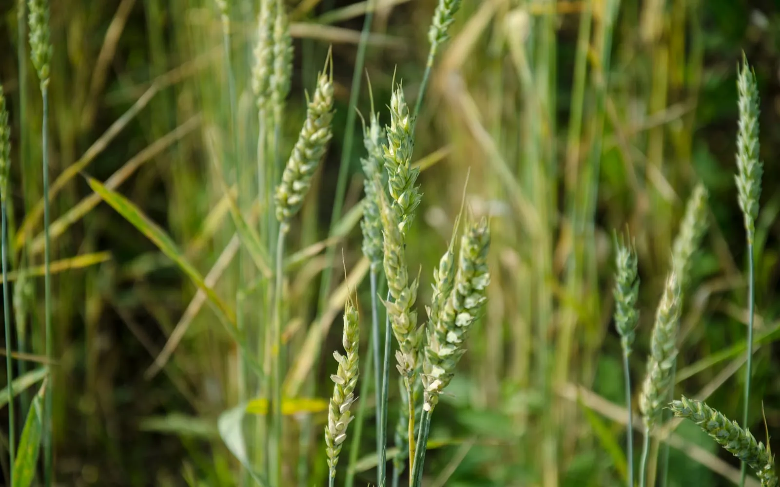 Rye ears in a green crop, narrow and flattened with rough awns