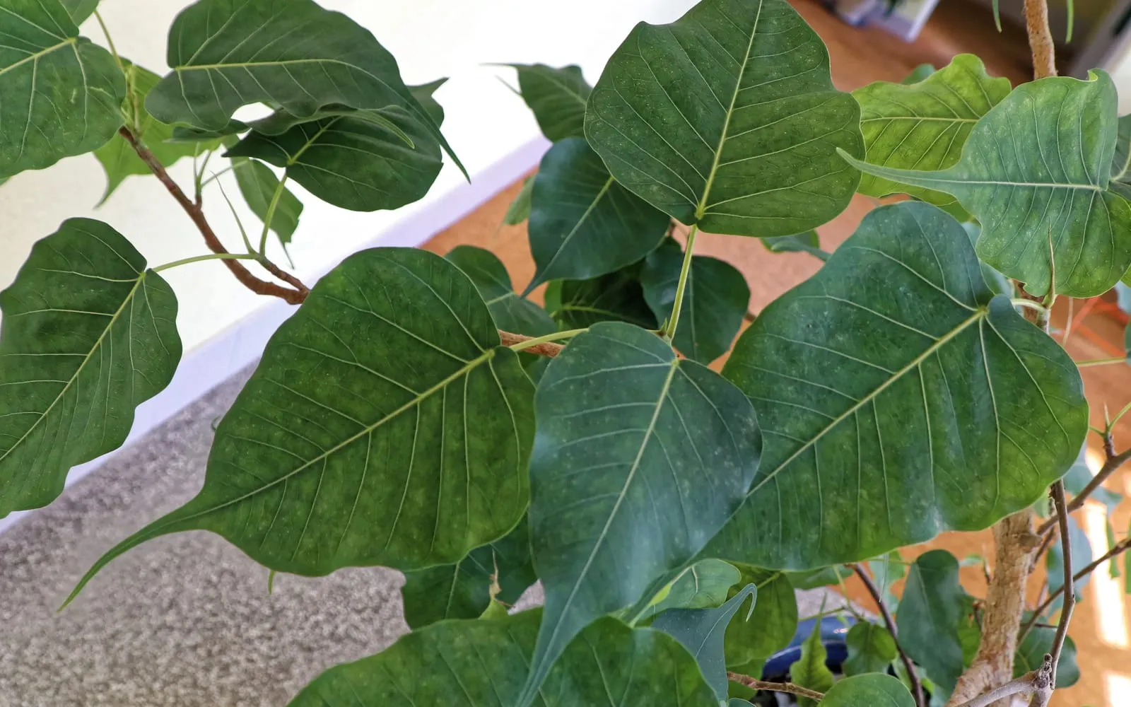 Glossy, heart-shaped sacred fig leaves, each drawn out into a long, slender drip-tip, on a potted tree