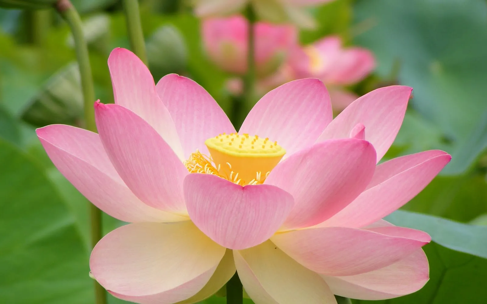 A pink sacred lotus flower open above the water, showing its flat yellow seed head at the centre