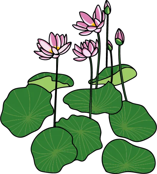 Illustration of a sacred lotus in flower