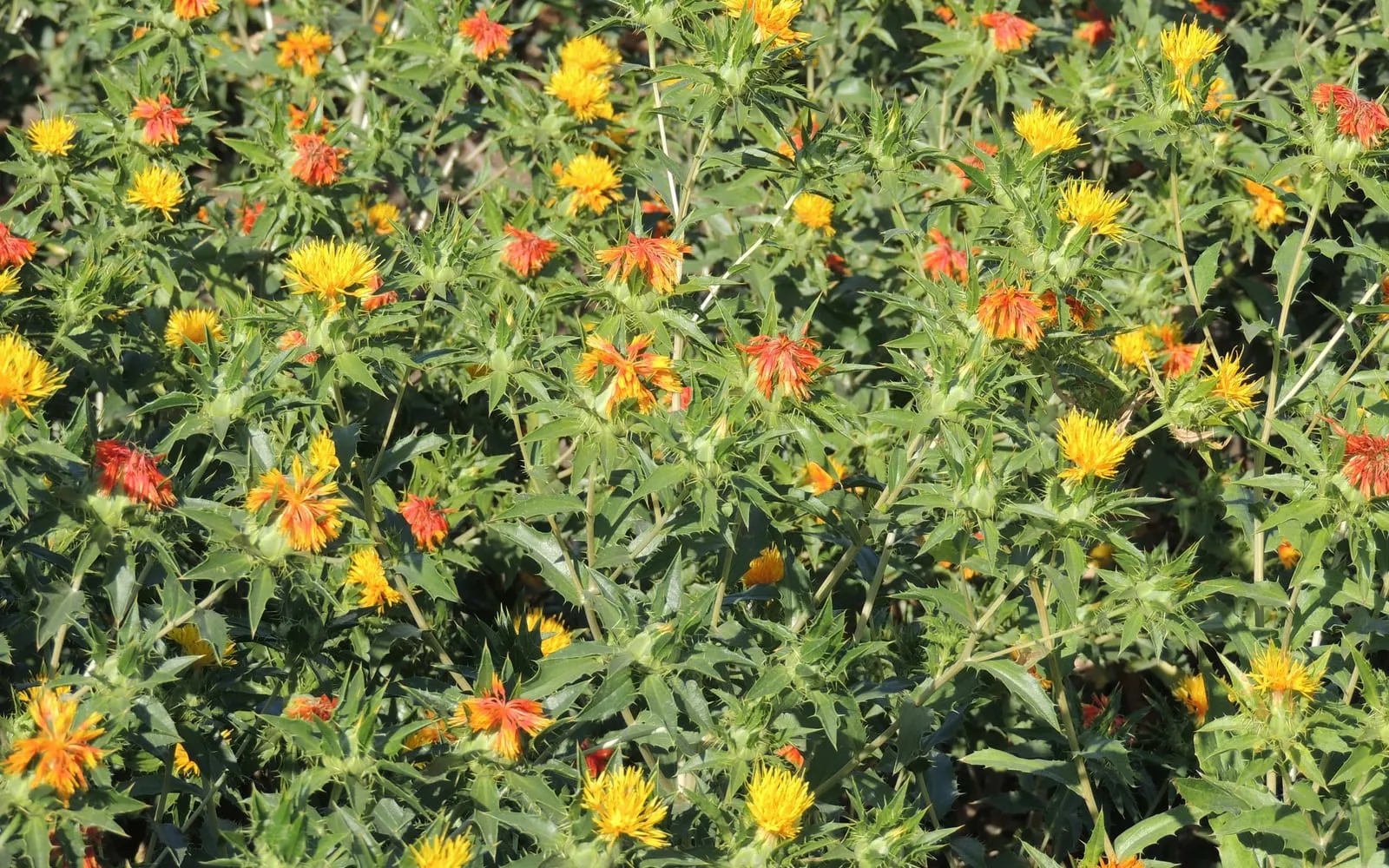 A safflower crop in full flower, with orange and yellow heads above spiny foliage