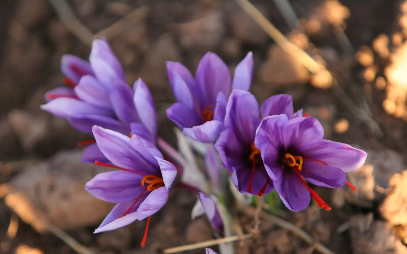 Saffron crocus flowers with the three long red stigmas hanging from each
