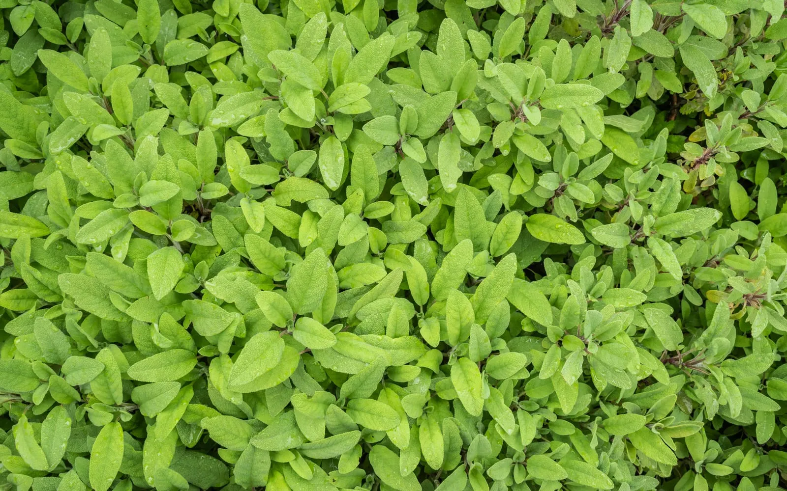 A dense mat of soft grey-green sage leaves with pebbled surfaces, wet after rain