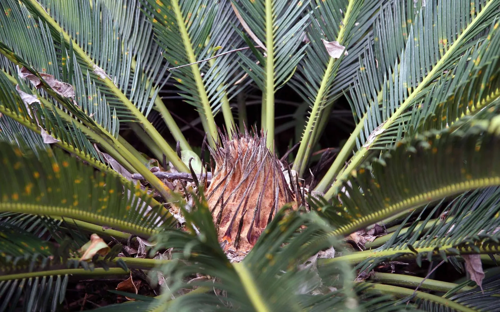 The crown of a sago palm, its stiff dark feathered fronds radiating from a stout scaly trunk covered in old frond bases