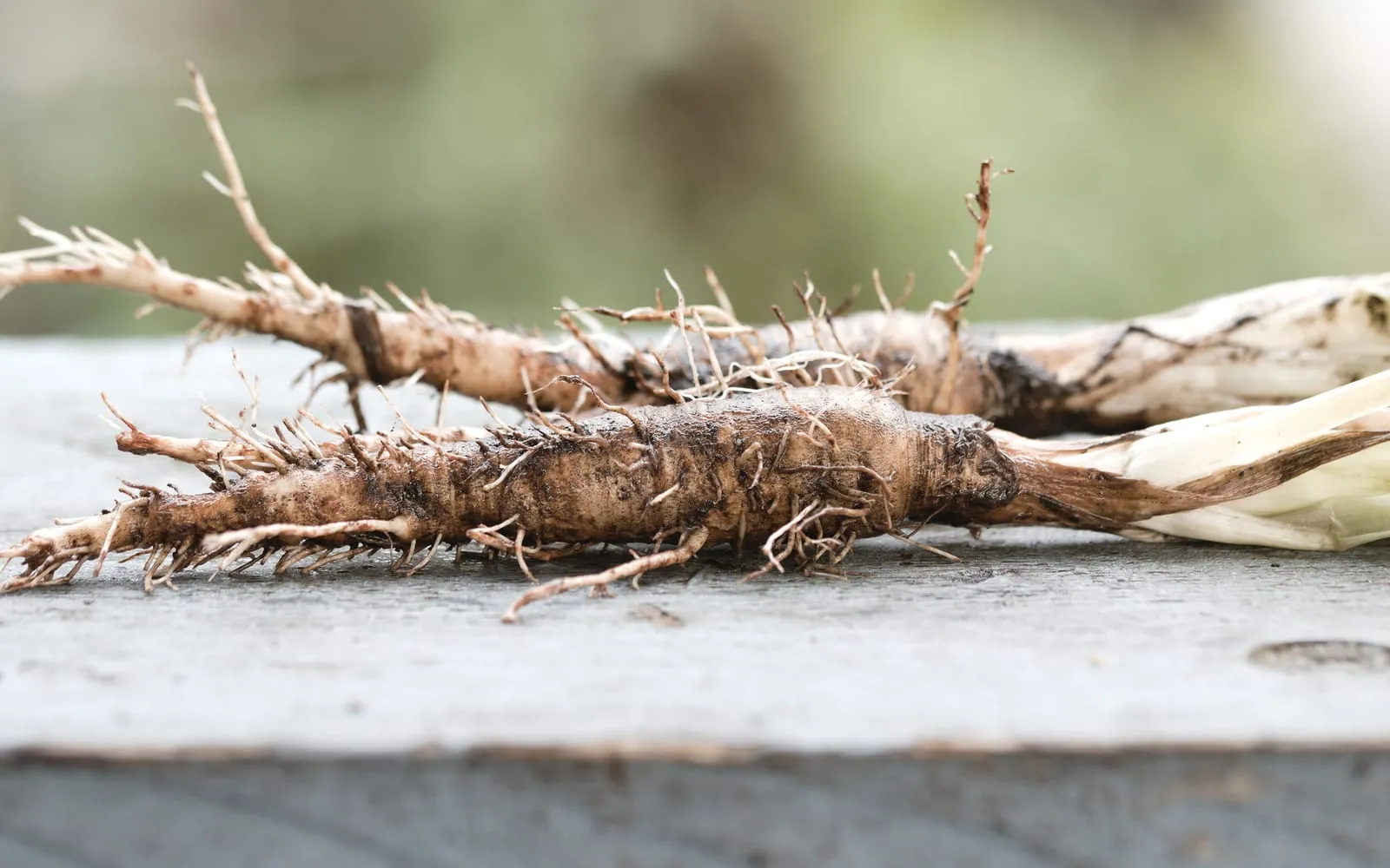 Two lifted salsify roots on a board, pale and tapering with fine side rootlets