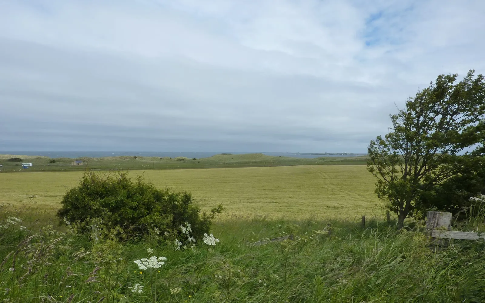 A coastal field with the sea behind it and a tree on the right whose crown is swept and flattened to one side, away from the water