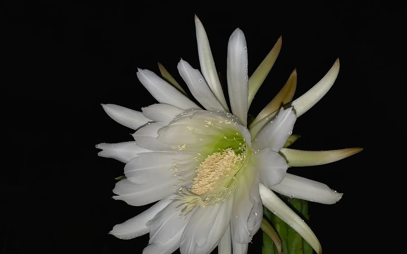 A large white San Pedro cactus flower open at the top of a tall, ribbed green stem