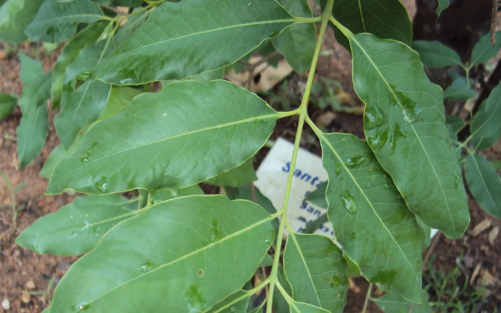 Close-up of glossy, lance-shaped sandalwood leaves in opposite pairs, with raindrops on the surface