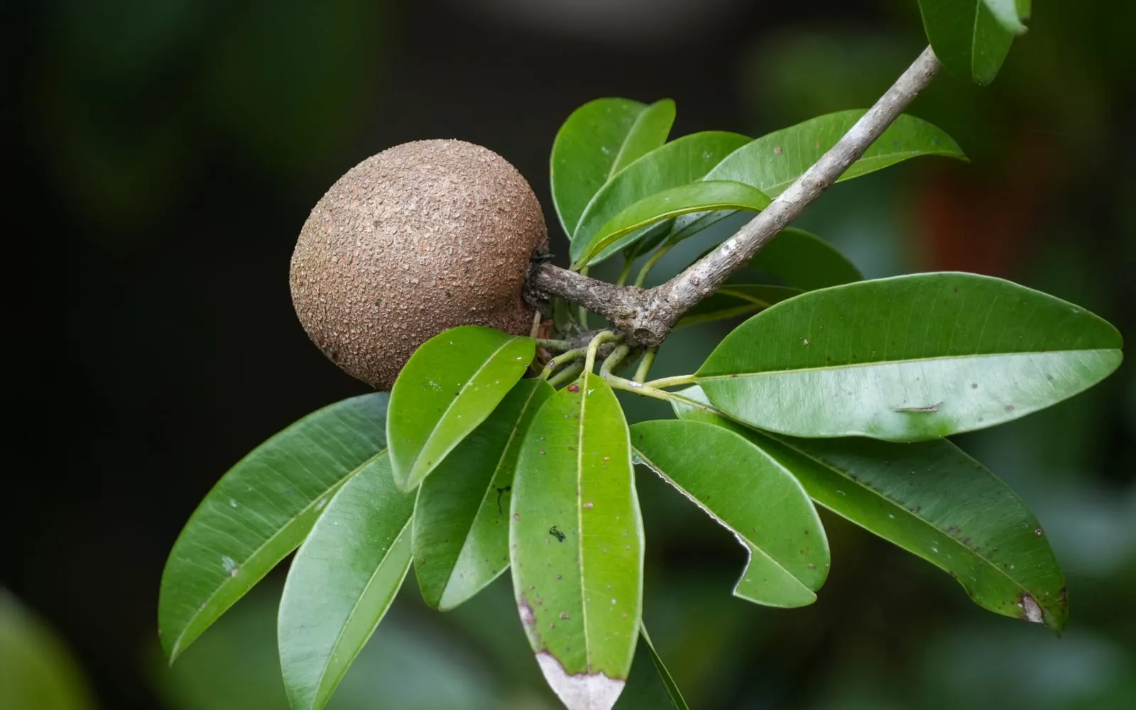 A rough brown sapodilla on the branch with the leaves crowded at the shoot tip