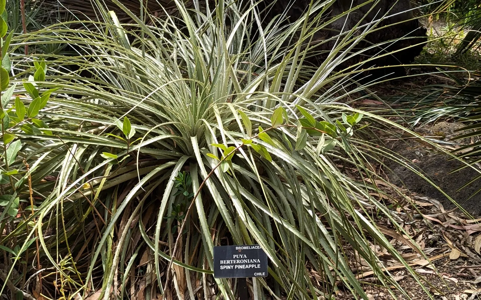 A large, dense rosette of stiff, spiny, silvery-green Puya berteroniana leaves, labelled at a botanical garden