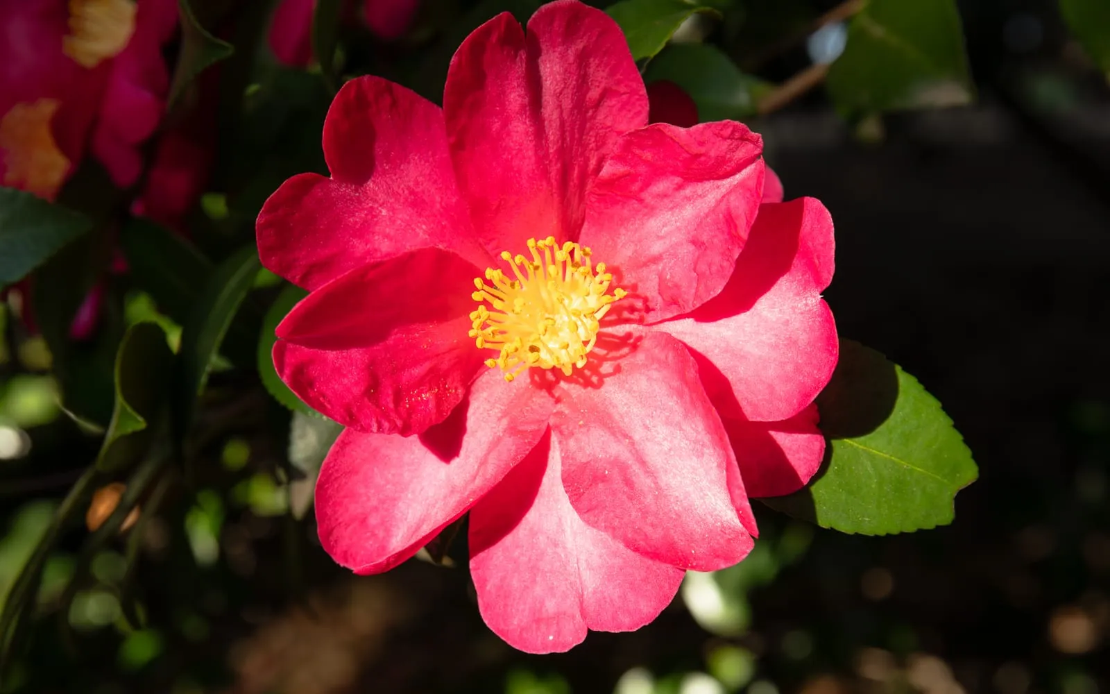 A single, open sasanqua camellia flower in deep pink, with loose petals and prominent yellow stamens