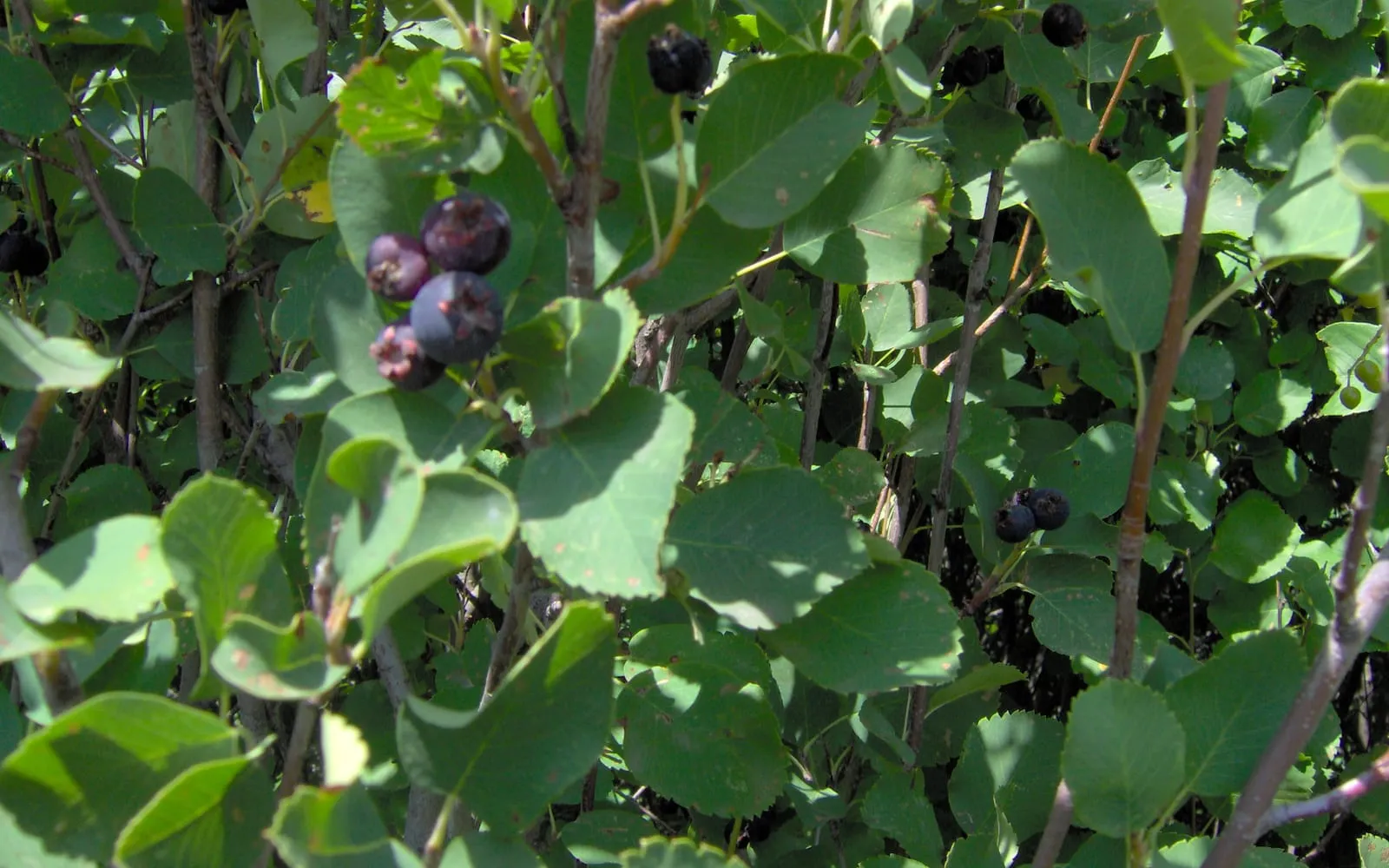 Clusters of ripe, deep blue-purple saskatoon berries hanging among rounded, toothed green leaves on a shrub