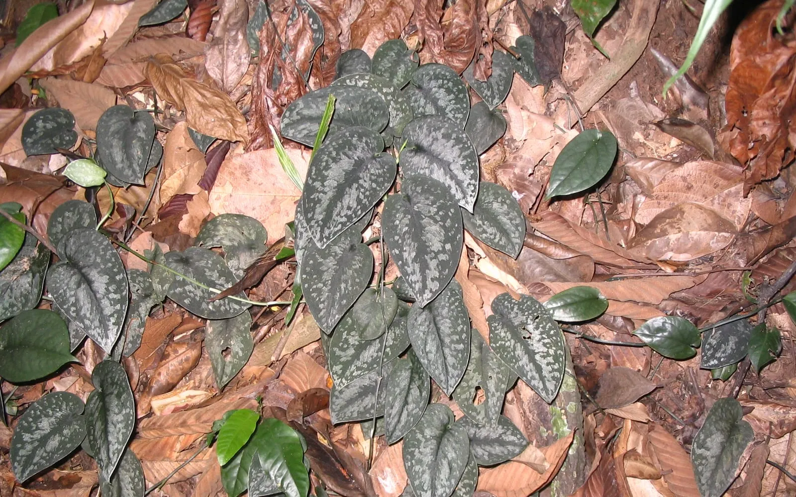 Heart-shaped satin pothos leaves heavily dusted and blotched with metallic silver