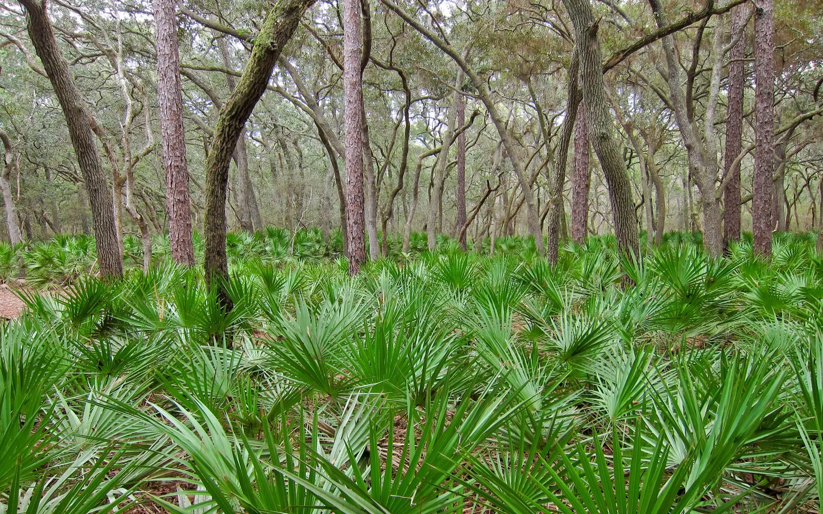 Low-growing saw palmetto forming a dense understorey of fan-shaped leaves beneath open woodland