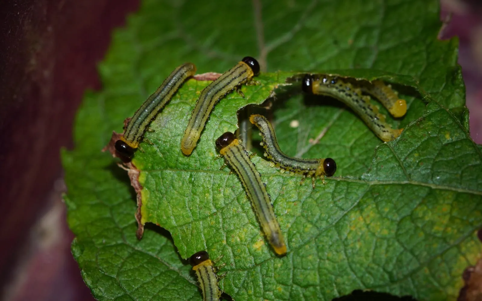 Six pale green larvae with black spots and shiny black heads feeding along the edge of a birch leaf, several with the rear of the body raised