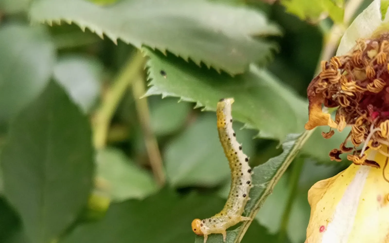 A pale green larva speckled with black dots hanging from the edge of a rose leaf beside a spent rose flower
