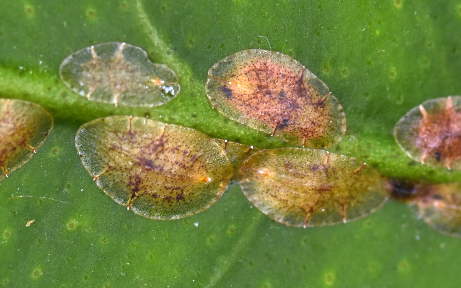 Five flat translucent brown-green oval scales clustered along the vein of a lemon leaf