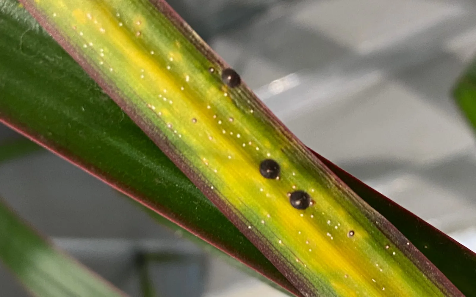A dracaena leaf with three dark round scales and scattered pale specks along a yellowing midrib