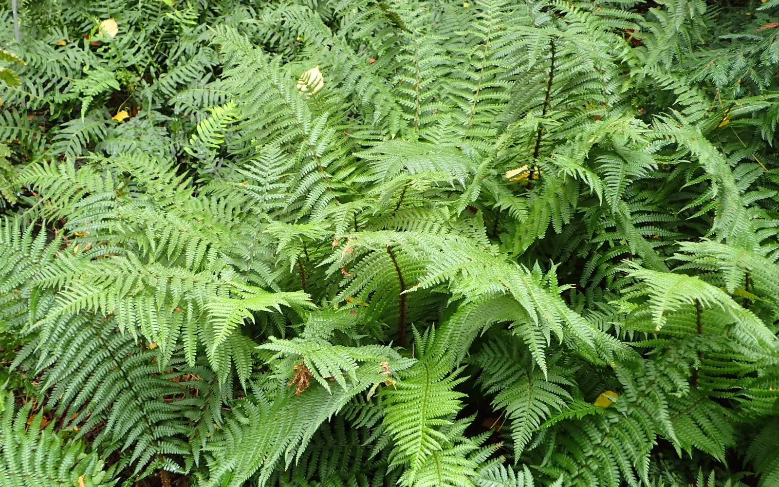 A lush clump of scaly male fern with arching, finely divided dark green fronds