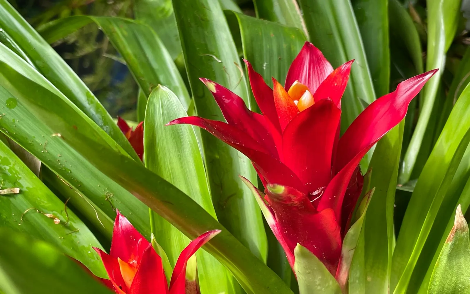 Two scarlet, star-shaped bract clusters of Guzmania lingulata rising from a rosette of glossy strap-shaped leaves