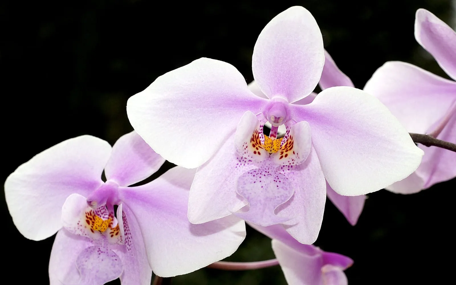 Pale pink Schiller orchid flowers with a spotted orange and purple lip