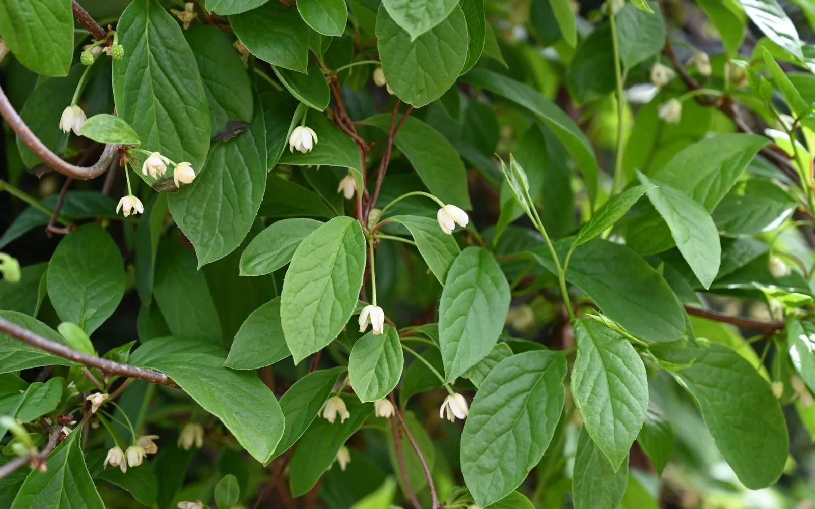 Cream schisandra flowers hanging on slender stalks from the leaf axils of a twining stem