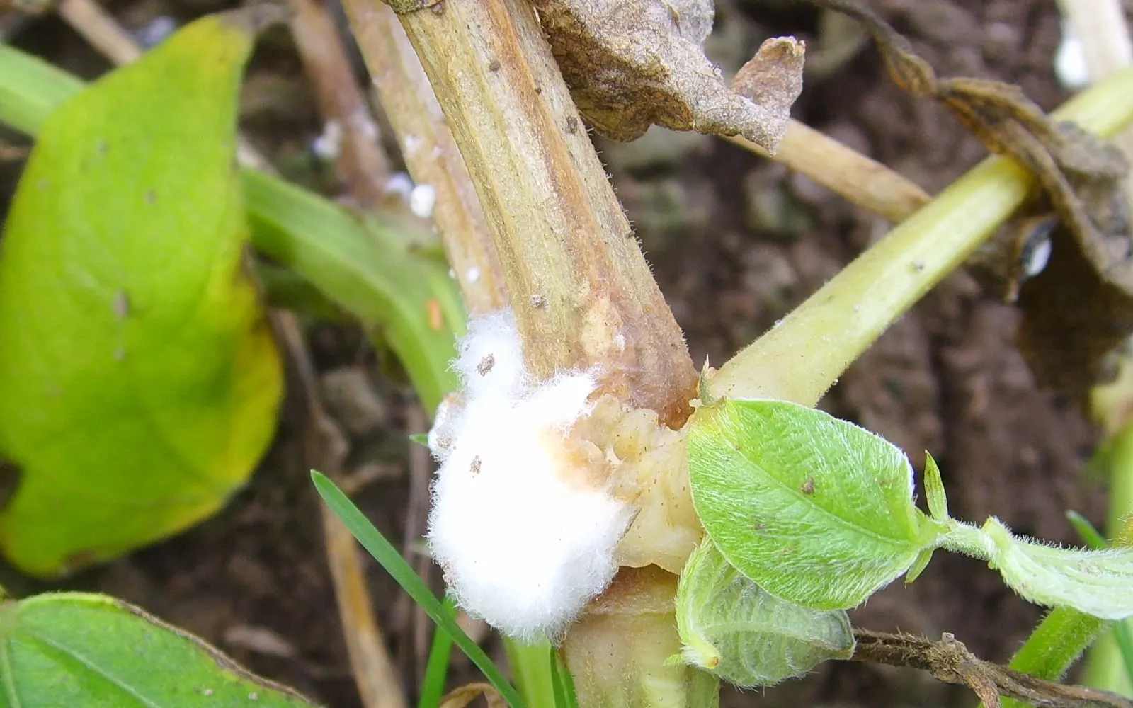 A bean stem with a dense white mass like cotton wool growing at a joint, the stem above it browned and dying, with a yellowing leaf behind