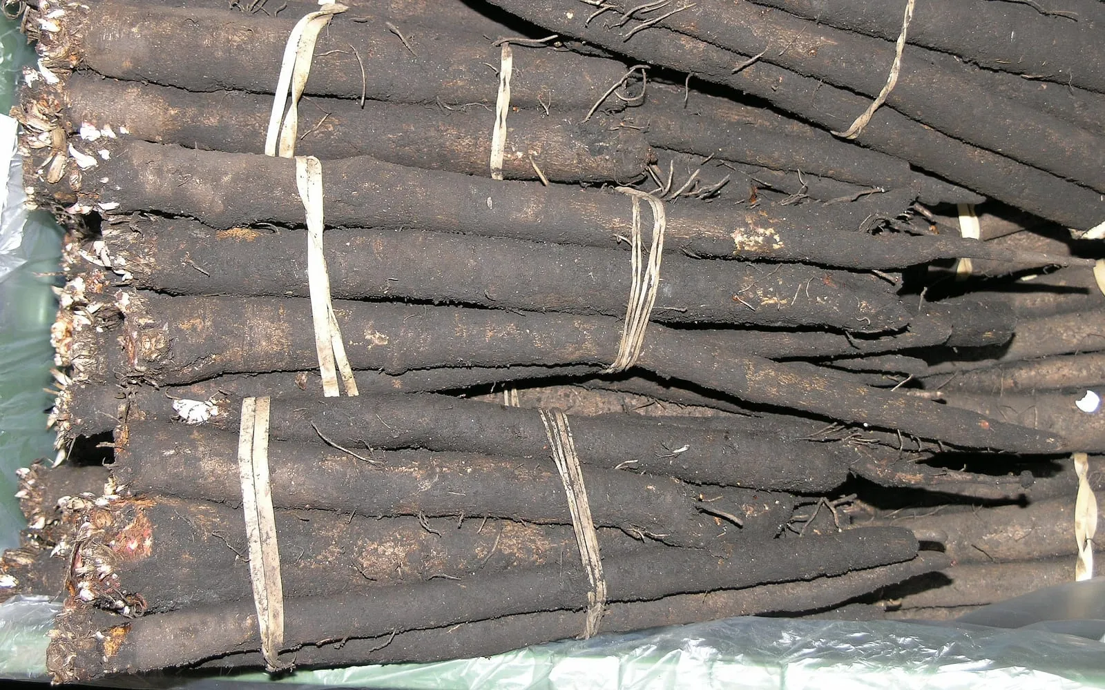 Bundles of scorzonera roots, long and tapering under near-black skin