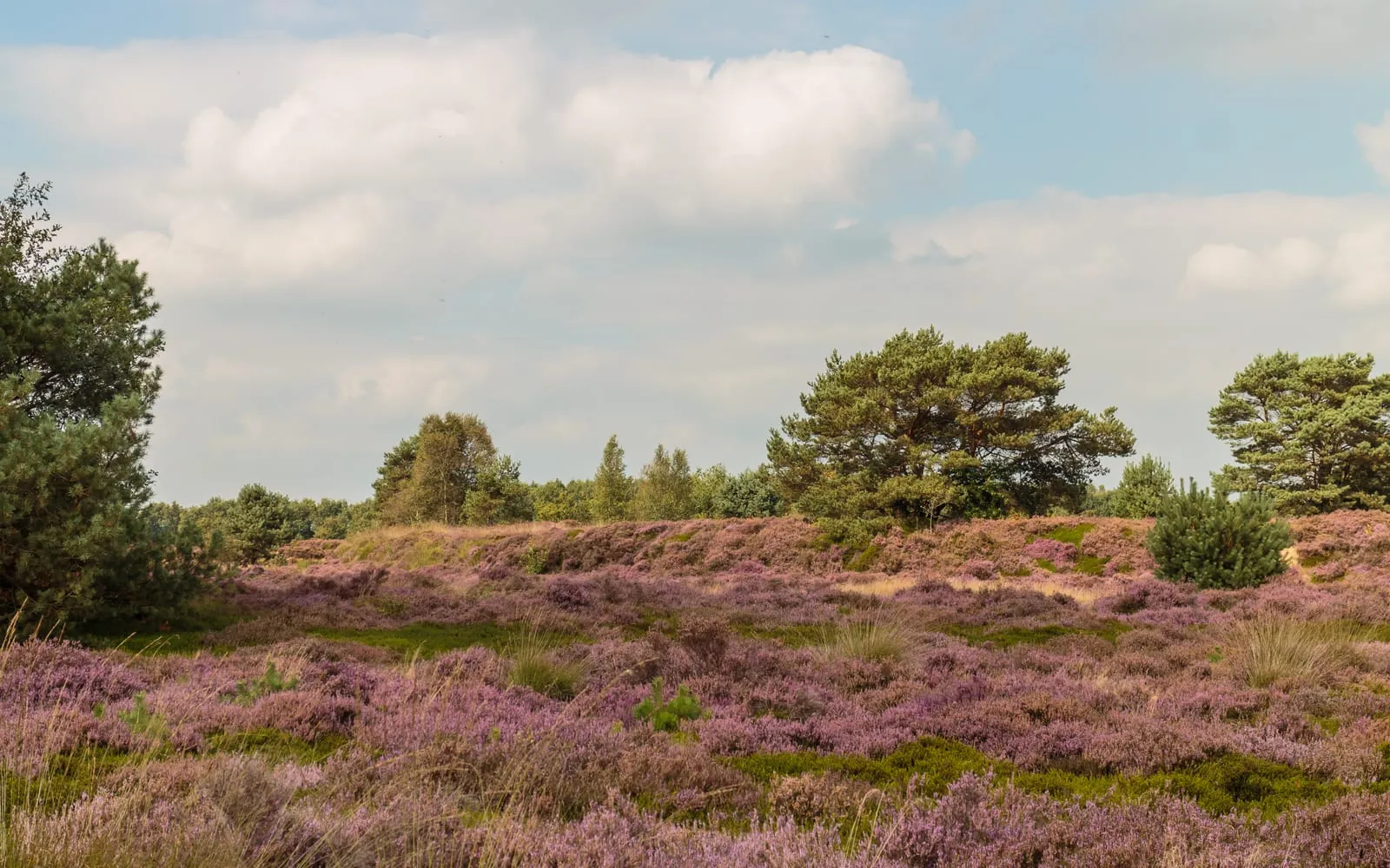Scots pines with flat spreading crowns standing above open heathland in full purple flower