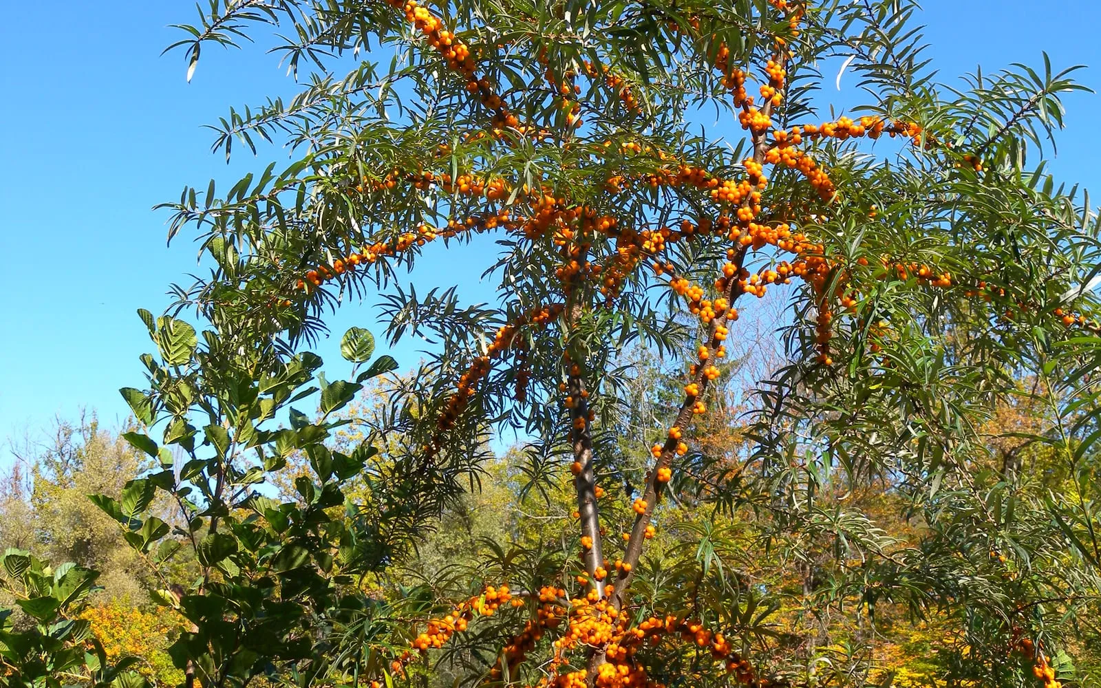 Sea buckthorn branches sleeved in dense orange berries among narrow silver leaves