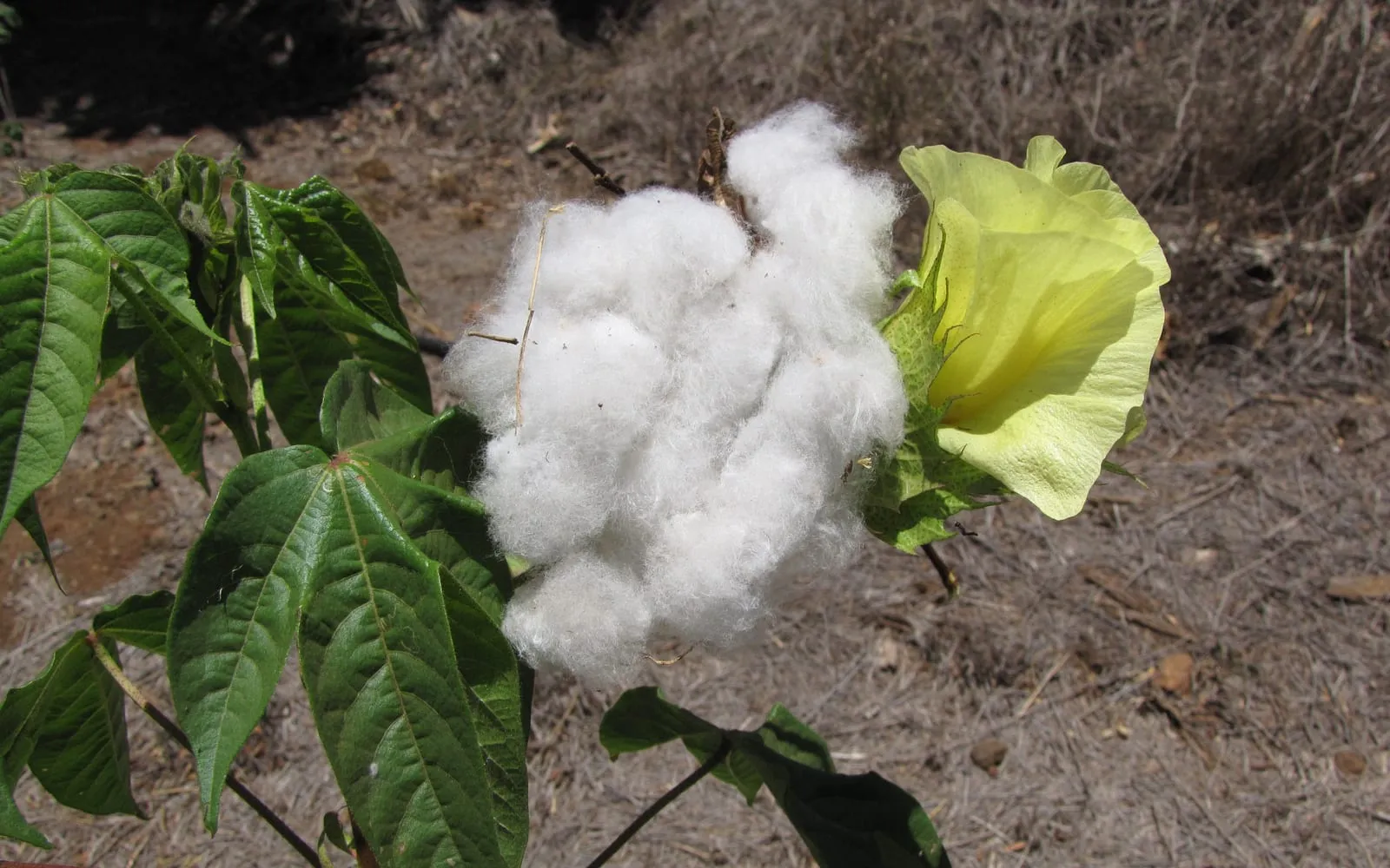 An open Sea Island cotton boll beside a pale yellow flower on the plant