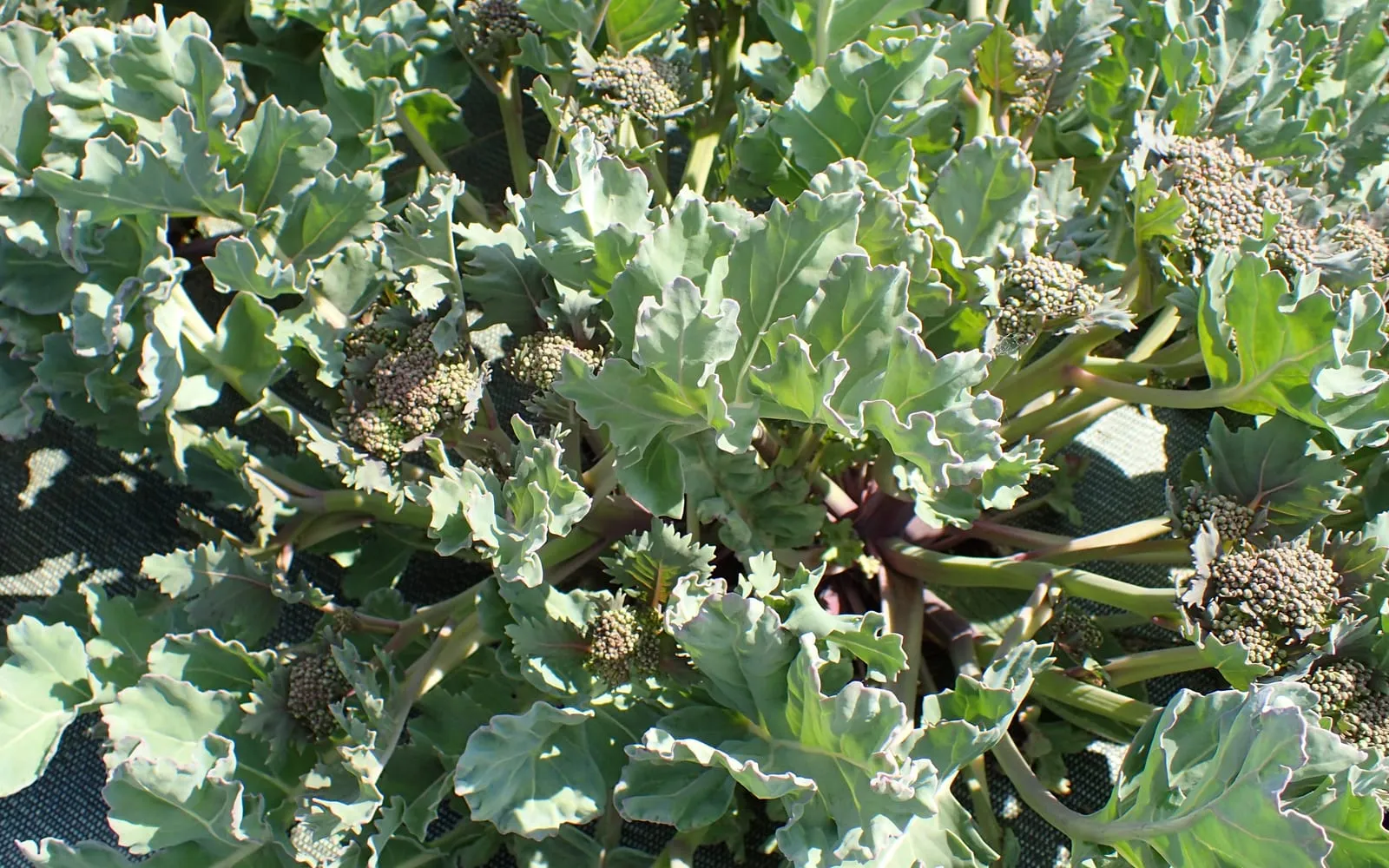 Sea kale with waxy blue-grey wavy leaves and domed clusters of white flower buds