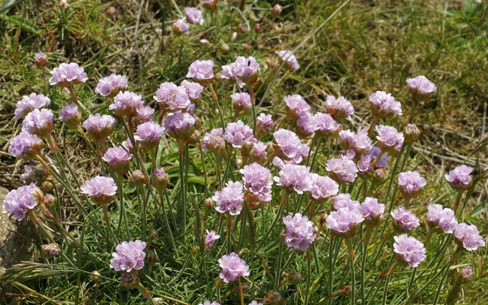 Round pink pompom flower heads of sea thrift held on bare wiry stems above a tuft of grass-like leaves.