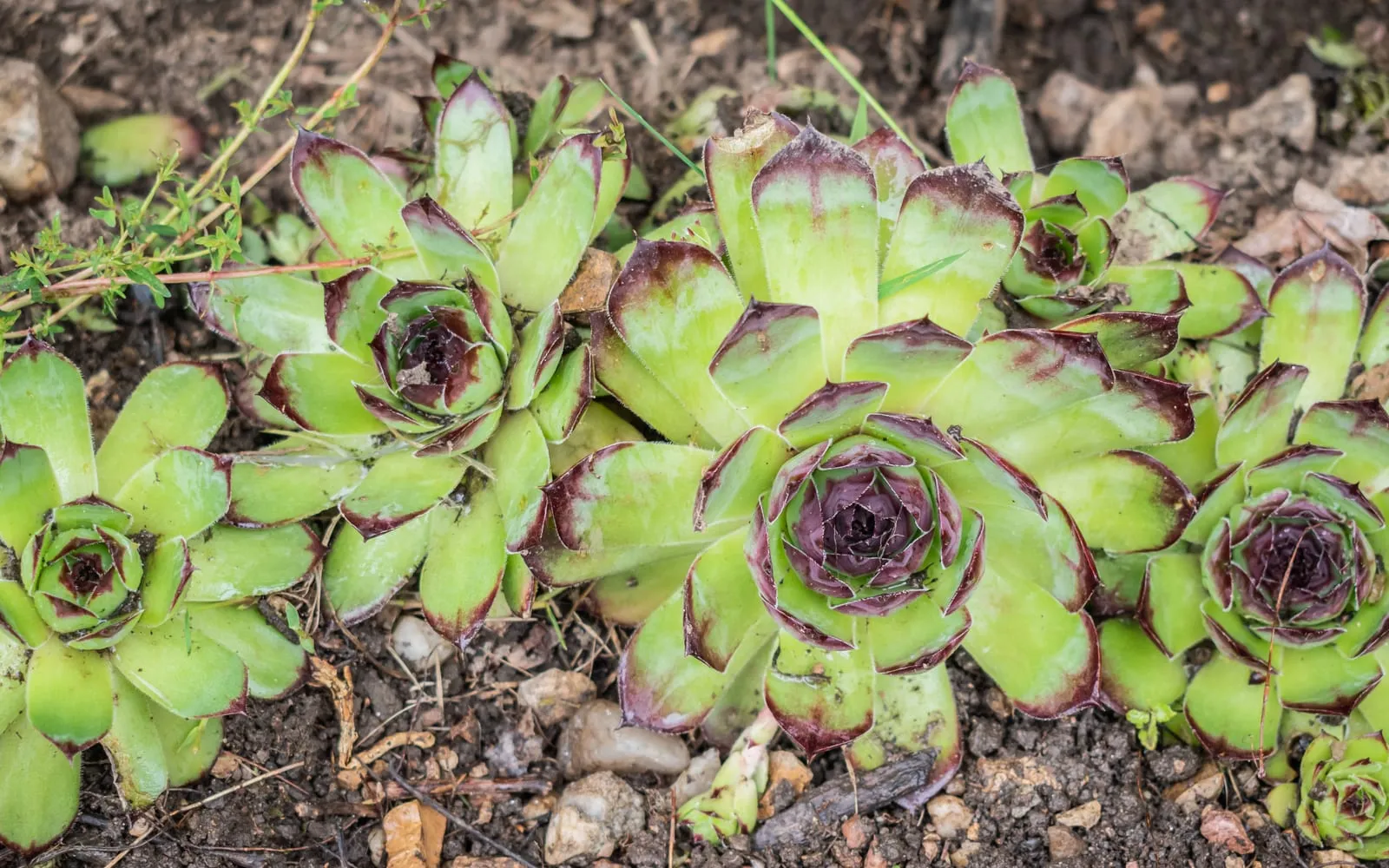 A colony of houseleek rosettes with green leaves tipped deep maroon, growing in stony ground
