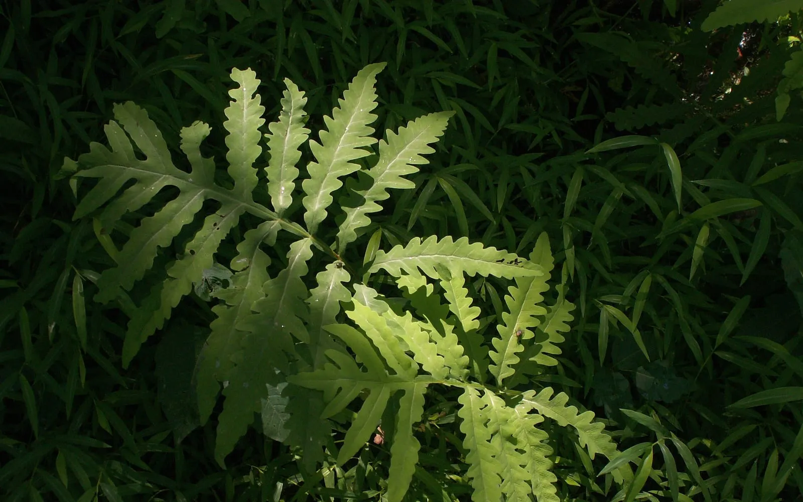 A single sensitive fern sterile frond showing its broad, deeply lobed, coarse-textured pale green pinnae.