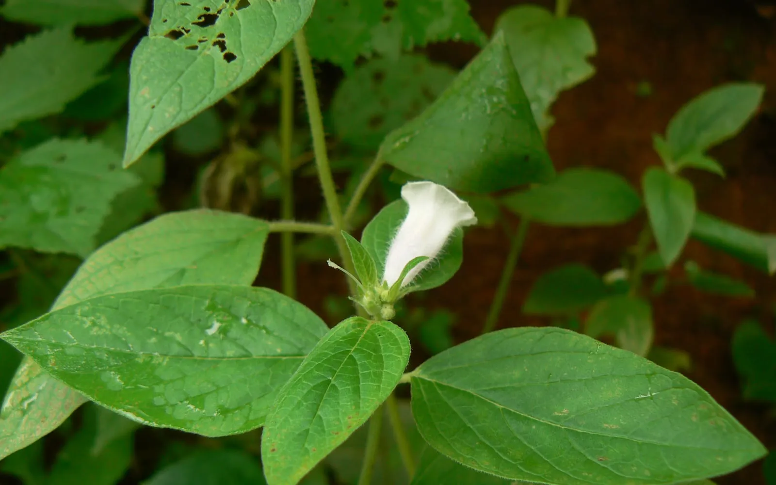 A sesame plant with a white foxglove-shaped flower in a leaf axil
